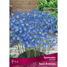 Трителейя Квин Фабиола (рыхлая)