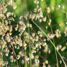 Трясунка средняя Расселс