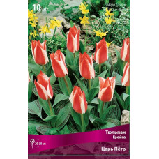 Тюльпан Царь Петр