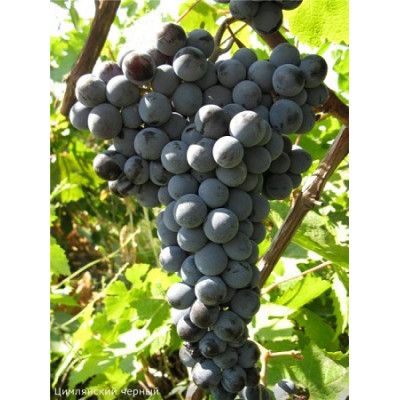 Виноград плодовый Цимлянский Черный