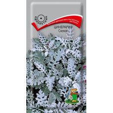 Цинерария Снежок