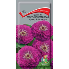 Цинния георгиноцветковая Супер Йога Парпл
