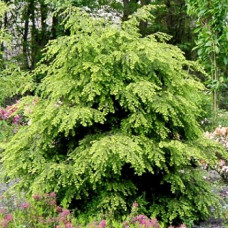 Тсуга канадская