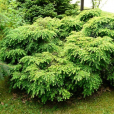 Тсуга канадская Эдделох