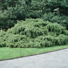 Тсуга канадская Пендула