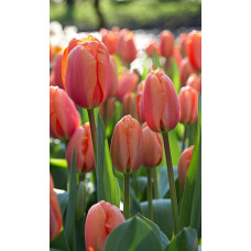 Тюльпан Эприкот Импрешн (Дарвиновы гибриды)