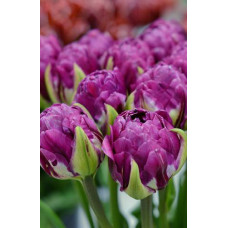 Тюльпан Блюберри Айс (пионовидный)