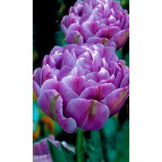 Тюльпан Лайлак Перфекшн (пионовидный)