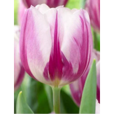 Тюльпан Флеймин Флэг