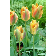 Тюльпан Голден Артист (зеленоцветные)