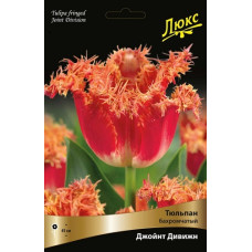 Тюльпан Джойнт Дивижн (Бахромчатый)