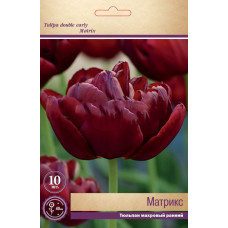 Тюльпан Матрикс