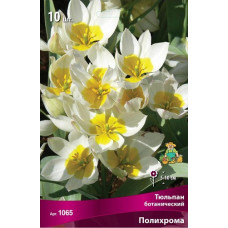 Тюльпан Полихрома (ботанический)