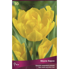 Тюльпан Монте Карло