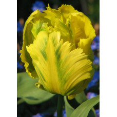 Тюльпан Йеллоу Сан