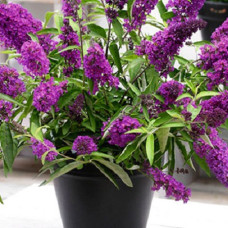 Буддлея Давида Тутти Фрутти (балконная серия)