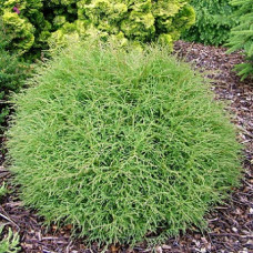 Туя западная Боулинг Болл