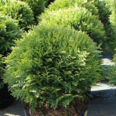 Туя западная Даника