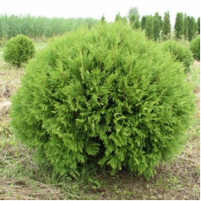 Туя западная Глобоза