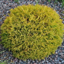 Туя западная Голден Глоб