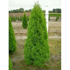 Туя западная Смарагд