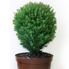 Туя западная Тедди