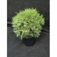 Туя западная Вудварди