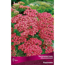 Тысячелистник обыкновенный Цериз Квин 