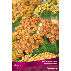 Тысячелистник обыкновенный Триколор 