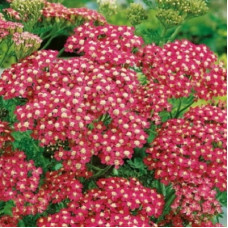 Тысячелистник обыкновенный Королева