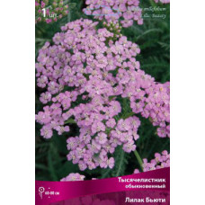 Тысячелистник обыкновенный Лилак Бьюти