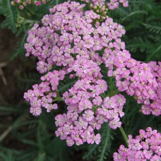 Тысячелистник обыкновенный Лилэк Бьюти