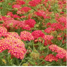 Тысячелистник обыкновенный Паприка