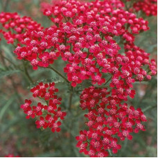 Тысячелистник обыкновенный Тутти Фрутти Пинк Грейпфрут