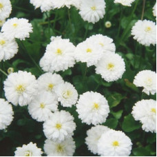 Тысячелистник птармика Белый жемчуг