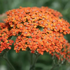 Тысячелистник обыкновенный Терракота  