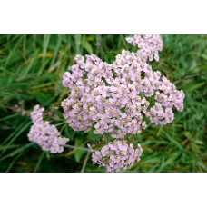 Тысячелистник обыкновенный Киршик  