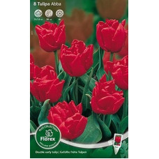Тюльпан Абба (Махровые Ранние)
