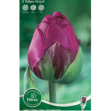 Тюльпан Абигай