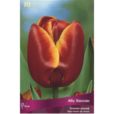 Тюльпан Абу Хасан
