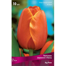 Тюльпан Ад Рем