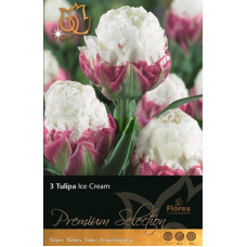 Тюльпан Айс Крим (пионовидный)