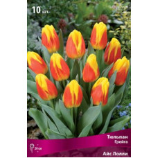 Тюльпан Айс Лолли