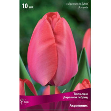 Тюльпан Акрополис (дарвинов гибрид)