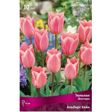 Тюльпан Альберт Хейн (Фостера)