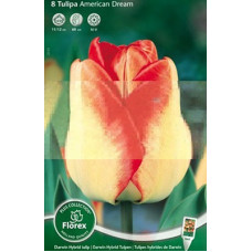 Тюльпан Америкэн Дрим (дарвинов гибрид)
