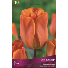 Тюльпан Ани Шилдер 