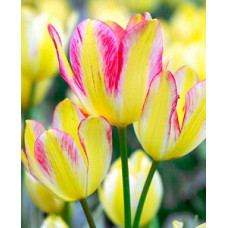 Тюльпан Антуанетта