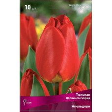 Тюльпан Апельдорн