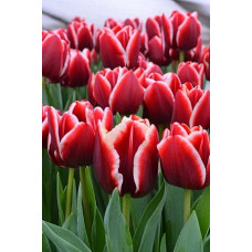 Тюльпан Армани (Триумф)